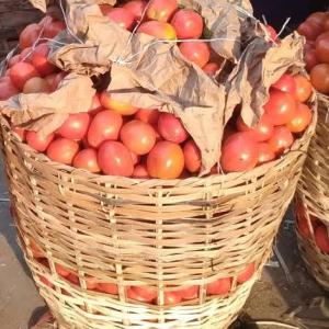 Basket of Tomatoes 60kg