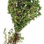 Fresh thyme leave