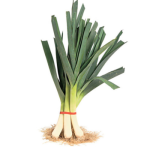 Fresh Leek