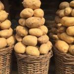 1 Kilo of Irish Potatoes