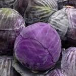 Purple cabbage