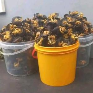 Oven Dried Snail